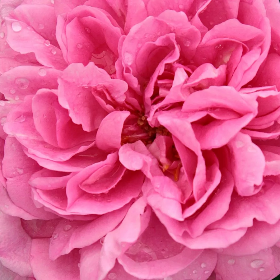 Solitaria - Rosa - Ausbord - rosal de pie alto