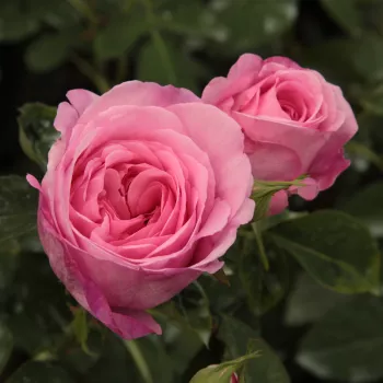 Rosa Ausbord - rózsaszín - magastörzsű rózsa - angolrózsa virágú