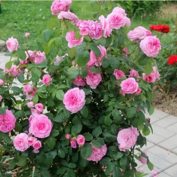 Rózsaszín - angolrózsa virágú- magastörzsű rózsafa  - intenzív illatú rózsa - pézsma aromájú
