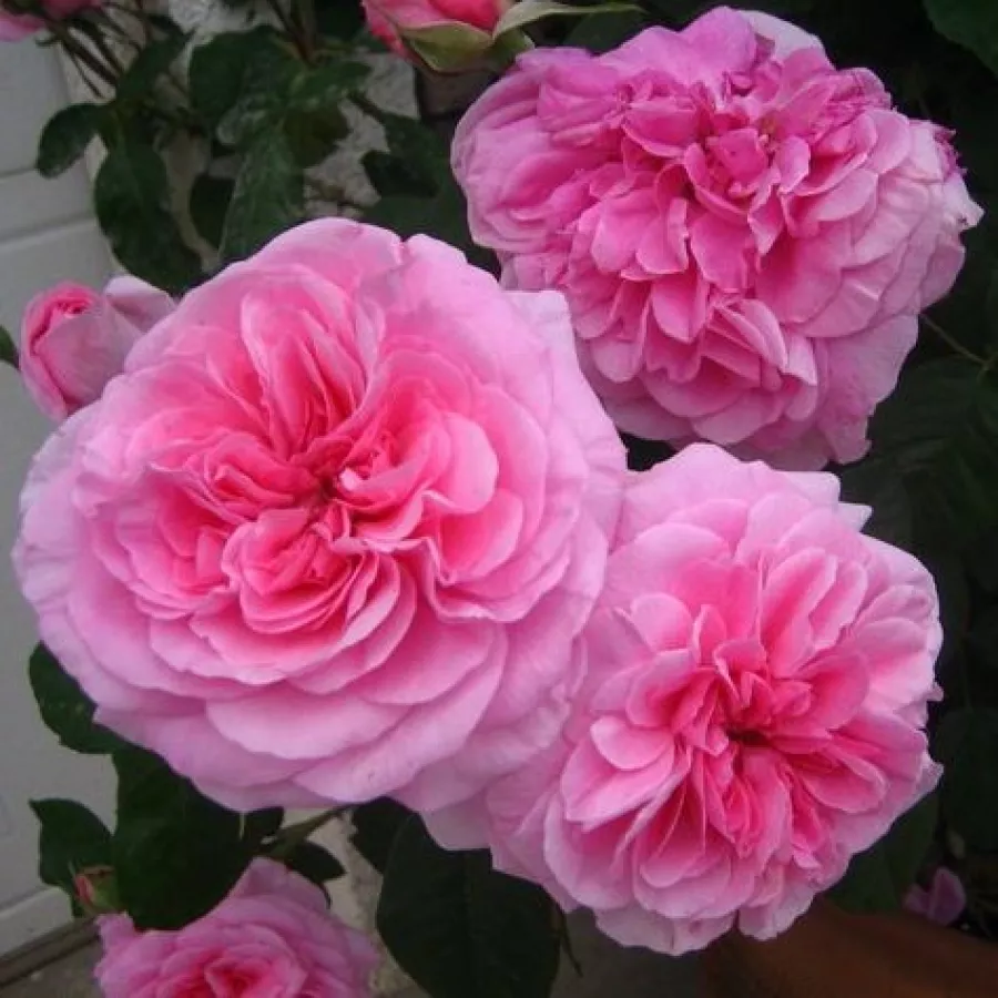 Trandafiri englezești - Trandafiri - Ausbord - comanda trandafiri online