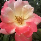 Rózsaszín - virágágyi floribunda rózsa - Online rózsa vásárlás - Rosa Roseromantic® - nem illatos rózsa