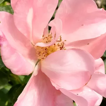 Online rózsa kertészet - rózsaszín - virágágyi floribunda rózsa - Roseromantic® - nem illatos rózsa - (60-90 cm)