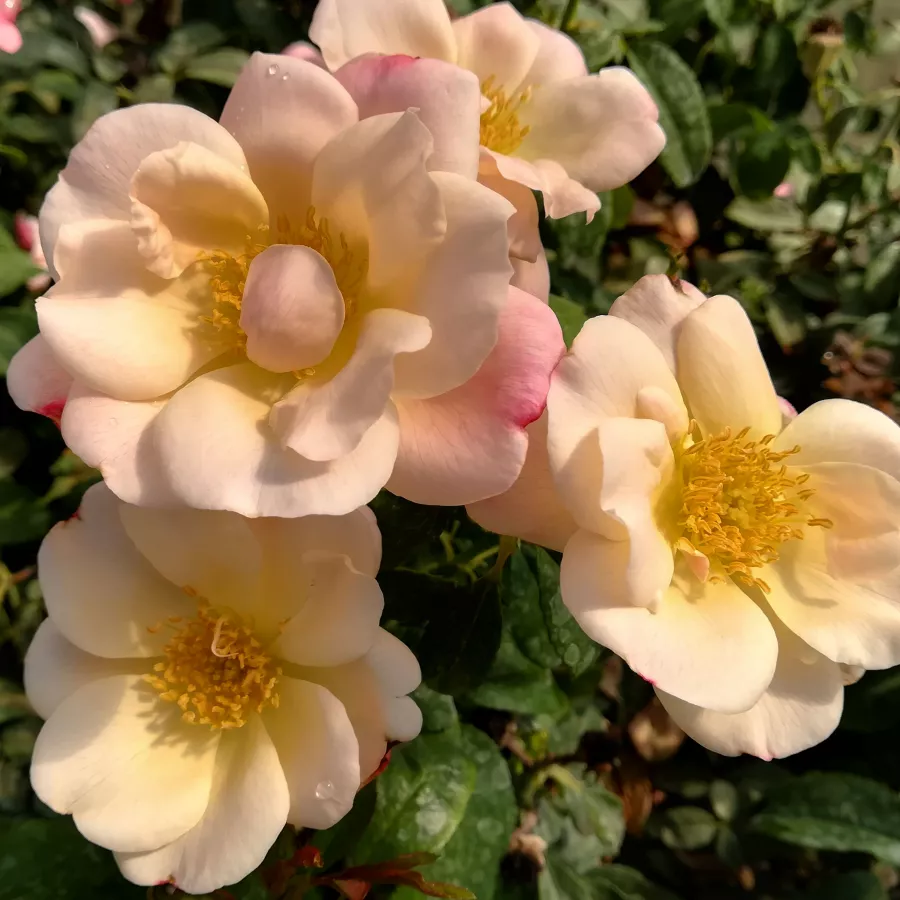 Roz - Trandafiri - Roseromantic® - Trandafiri online
