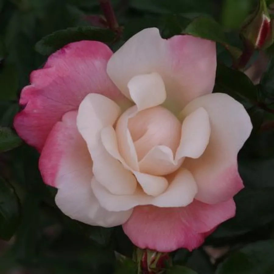 Ruže stablašice - - Ruža - Roseromantic® - 