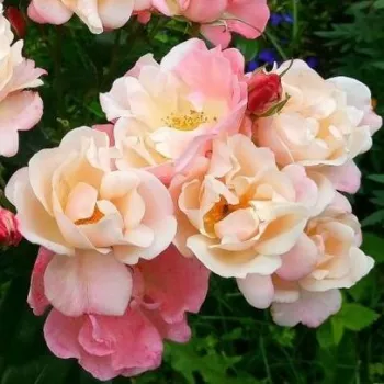 Color crema con bordes rosa - árbol de rosas de flores en grupo - rosal de pie alto   (120-150 cm)