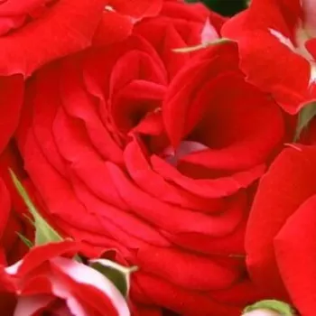 Online rózsa kertészet - piros - nagyon gyenge, diszkrét illatú rózsa - Rosige Landdrostei® - virágágyi floribunda rózsa - (80-120 cm)