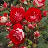 Beetrose floribundarose - rose mit diskretem duft - honigaroma - rosen onlineversand - Rosa Rosige Landdrostei® - dunkelrot