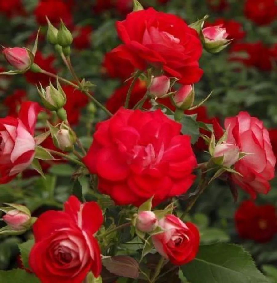 Virágágyi floribunda rózsa - Rózsa - Rosige Landdrostei® - kertészeti webáruház