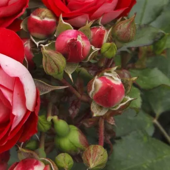 Rosa Rosige Landdrostei® - vörös - virágágyi floribunda rózsa