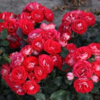 Jarko crvena - bijela poleđina latica - ruža floribunda za gredice - ruža diskretnog mirisa - aroma meda