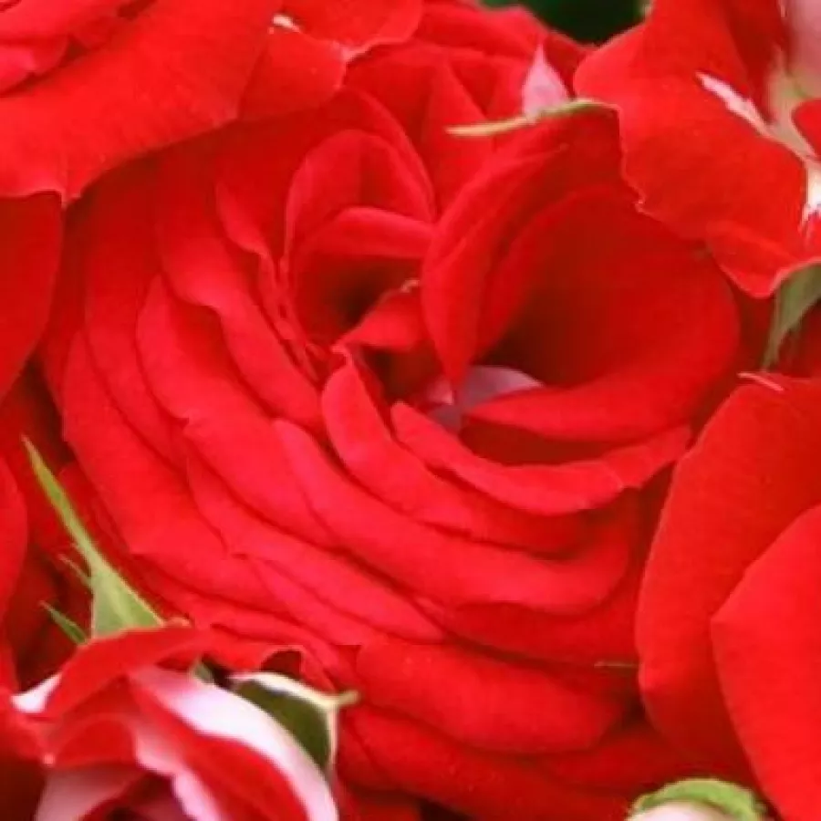 Gömbölyded - Rózsa - Rosige Landdrostei® - online rózsa vásárlás