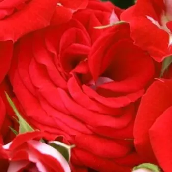 Online rózsa vásárlás - vörös - Rosige Landdrostei® - virágágyi floribunda rózsa - diszkrét illatú rózsa - méz aromájú - (60-70 cm)