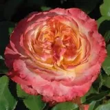 Sárga - rózsaszín - virágágyi grandiflora - floribunda rózsa - Online rózsa vásárlás - Rosa Ros'Odile™ - diszkrét illatú rózsa - málna aromájú