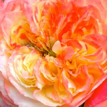 Rózsa kertészet - sárga - rózsaszín - virágágyi grandiflora - floribunda rózsa - Ros'Odile™ - diszkrét illatú rózsa - málna aromájú - (100-150 cm)