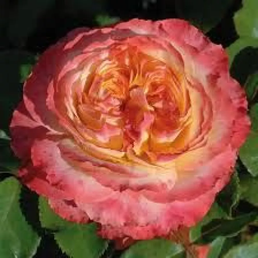 Róże rabatowe grandiflora - Róża - Ros'Odile™ - Szkółka Róż Rozaria