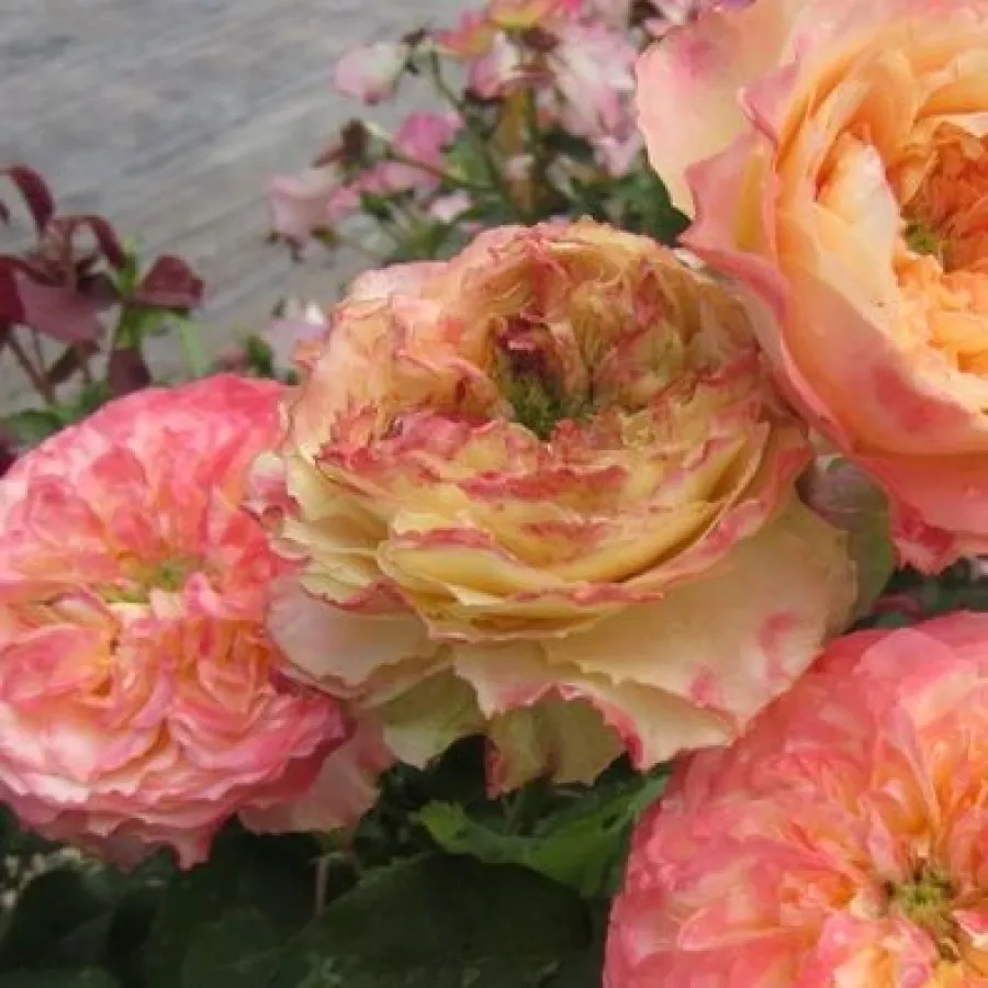 Sárga - rózsaszín - Rózsa - Ros'Odile™ - Online rózsa rendelés