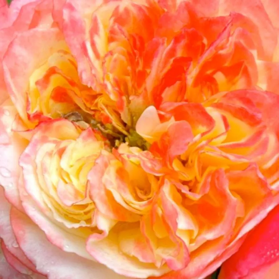 Grandiflora - Floribunda, Shrub - Rózsa - Ros'Odile™ - Online rózsa rendelés