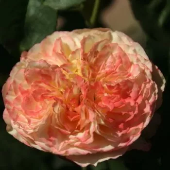 Rosa Ros'Odile™ - galben - roz - Trandafir copac cu trunchi înalt - cu flori în buchet - coroană tufiș