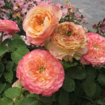 Galben, roz pestriț - trandafiri pomisor - Trandafir copac cu trunchi înalt – cu flori în buchet