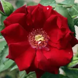 Vörös - parkrózsa - Online rózsa vásárlás - Rosa Roter Korsar ® - diszkrét illatú rózsa - alma aromájú