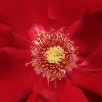 Rózsa rendelés online - vörös - parkrózsa - Roter Korsar ® - diszkrét illatú rózsa - alma aromájú - (120-150 cm)