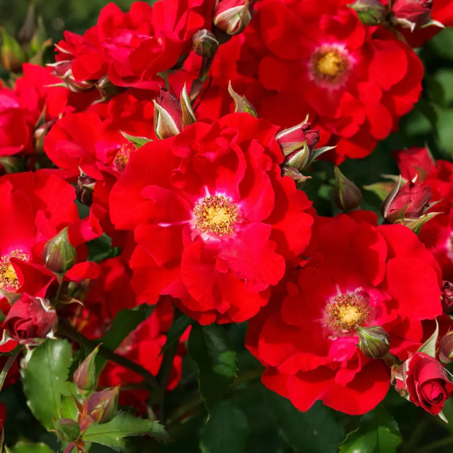 Rdeča - Roza - Roter Korsar ® - Na spletni nakup vrtnice