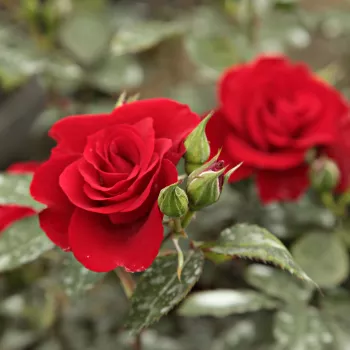 Rosa Roter Korsar ® - rouge - Rosiers buissons