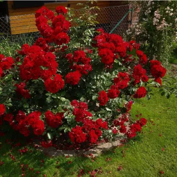 Roșu - trandafiri pomisor - Trandafir copac cu trunchi înalt – cu flori simpli