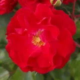 Vörös - virágágyi floribunda rózsa - Online rózsa vásárlás - Rosa Rotilia® - diszkrét illatú rózsa - grapefruit aromájú