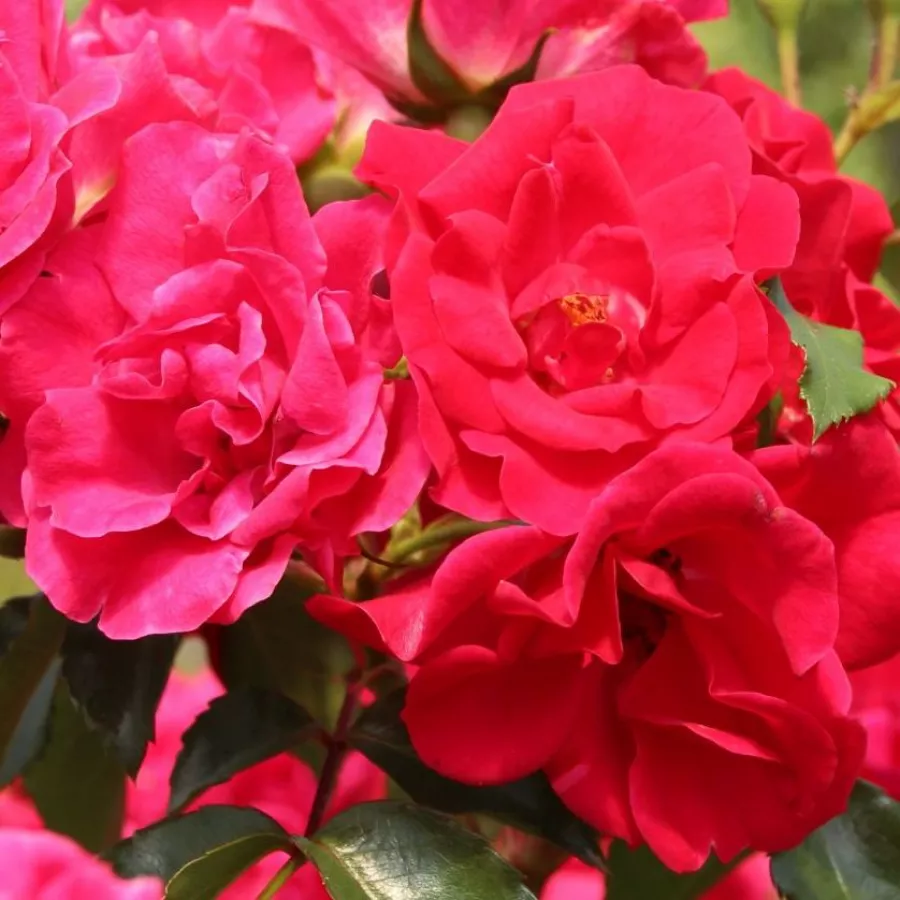 červený - Ruža - Rotilia® - Ruže - online - koupit