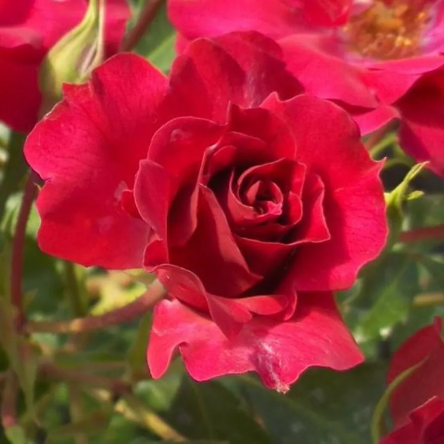 Mierna vôňa ruží - Ruža - Rotilia® - Ruže - online - koupit