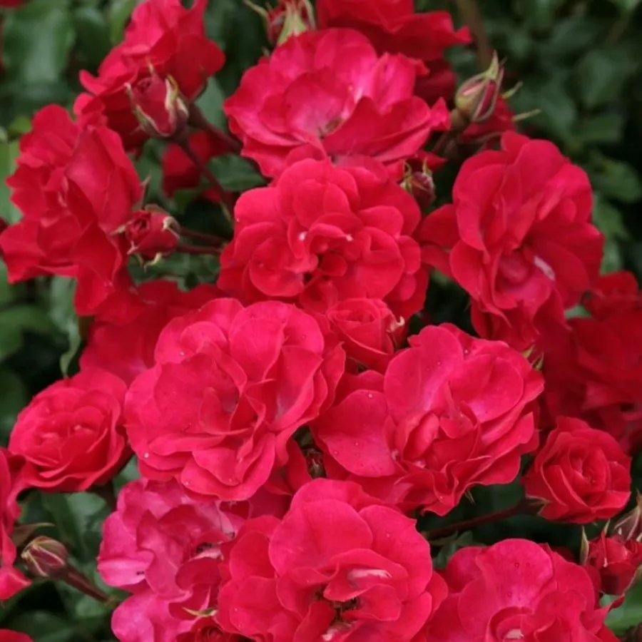 KORvillade - Ruža - Rotilia® - Ruže - online - koupit