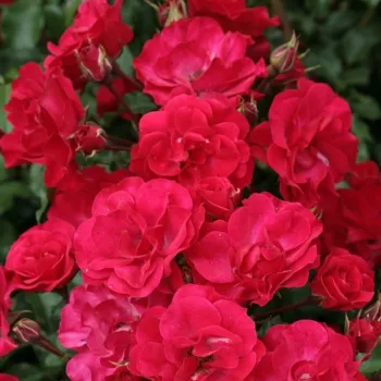 Karmazsinvörös - virágágyi floribunda rózsa - diszkrét illatú rózsa - grapefruit aromájú