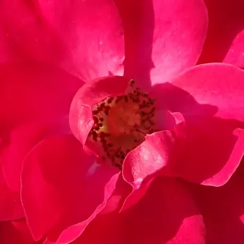 Online rózsa rendelés  - virágágyi floribunda rózsa - vörös - diszkrét illatú rózsa - grapefruit aromájú - Rotilia® - (60-80 cm)