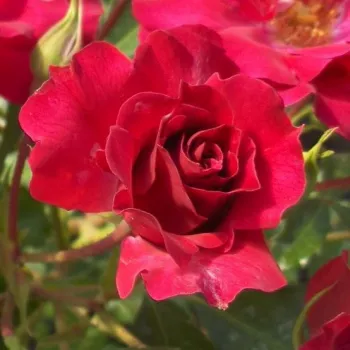 Rosa Rotilia® - czerwony - róża pienna - Róże pienne - z kwiatami pojedynczymi