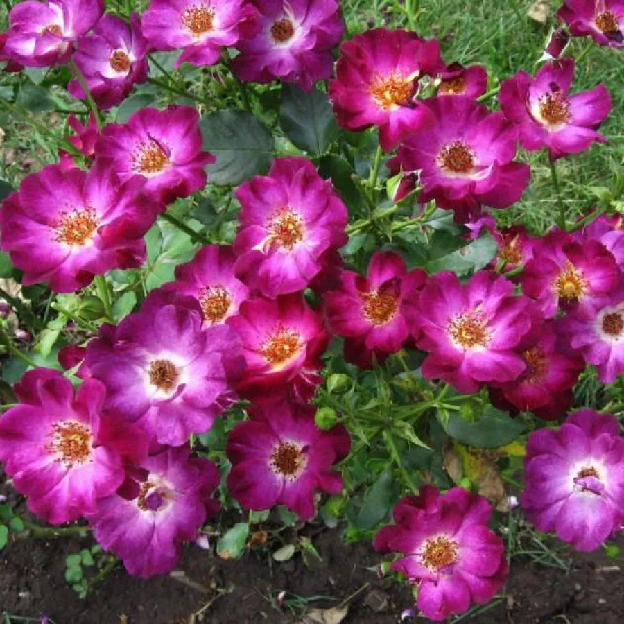 Viola - bianco - Rosa - Route 66™ - Produzione e vendita on line di rose da giardino