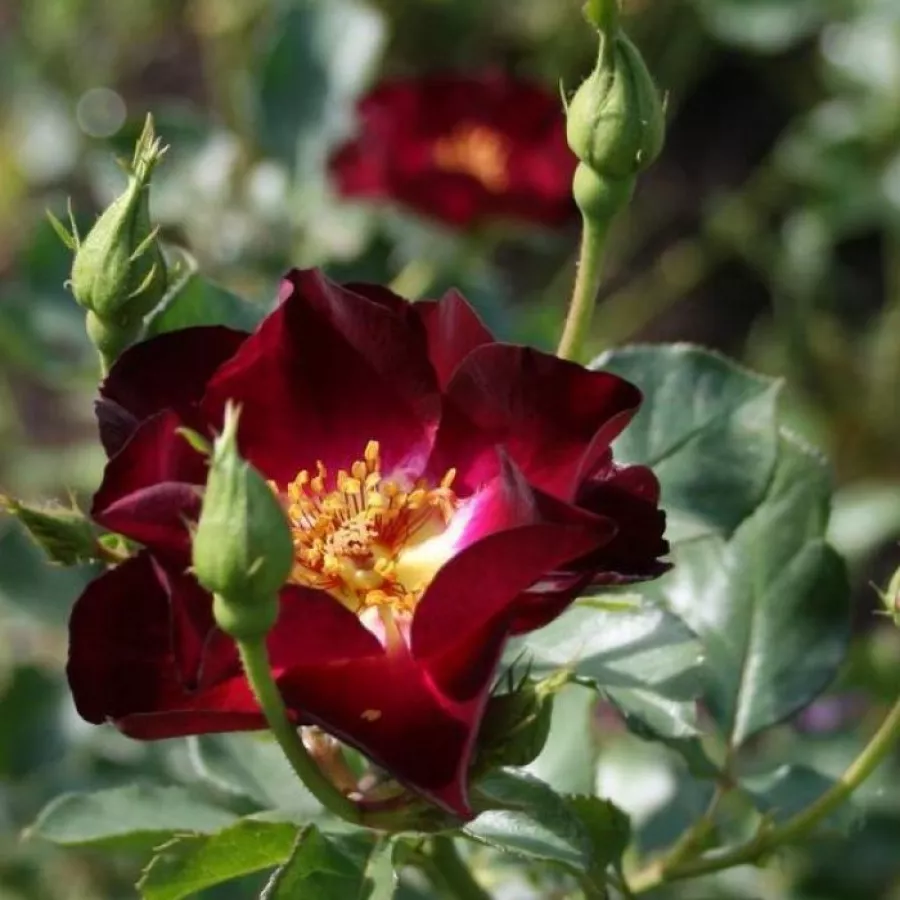 Trandafir cu parfum intens - Trandafiri - Route 66™ - Trandafiri online