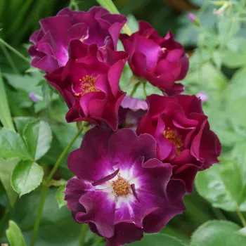 Morado oscuro con el interior blanco - árbol de rosas de flor simple - rosal de pie alto - rosa de fragancia intensa - de violeta