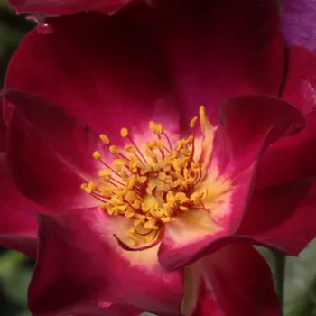 Trandafiri online - Trandafiri Polianta - trandafir cu parfum intens - violet - alb - Route 66™ - (90-120 cm)