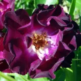 Fialová - biela - záhonová ruža - floribunda - intenzívna vôňa ruží - fialová aróma - Rosa Route 66™ - ruže eshop