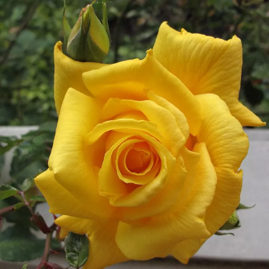 Climber, popínavá ruža - Ruža - Royal Gold - Ruže - online - koupit