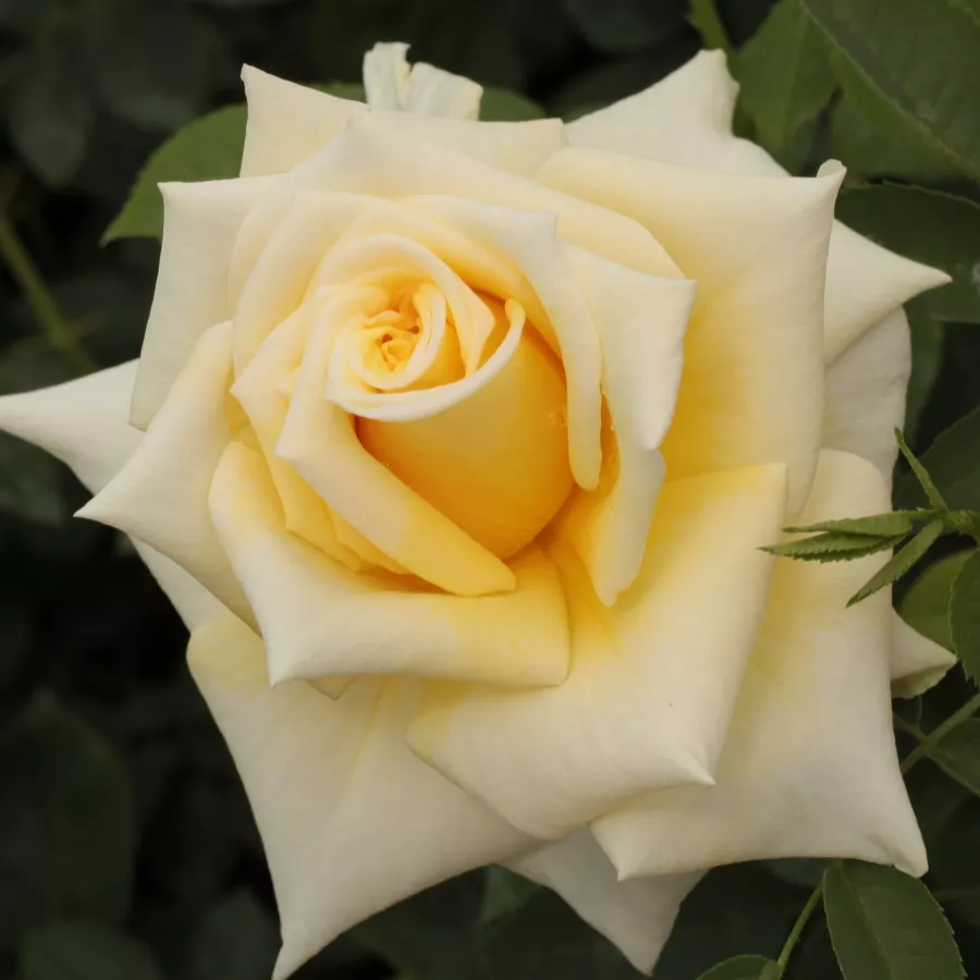 żółty - Róża - Royal Gold - Szkółka Róż Rozaria