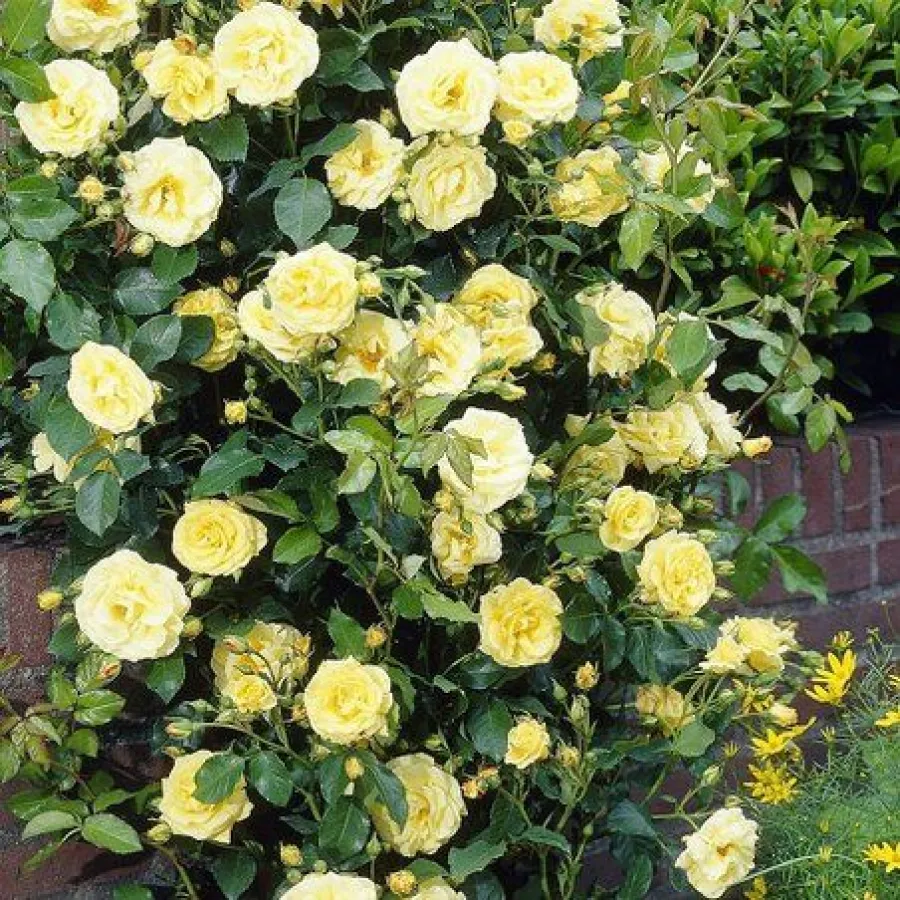- - Rosa - Royal Gold - Produzione e vendita on line di rose da giardino