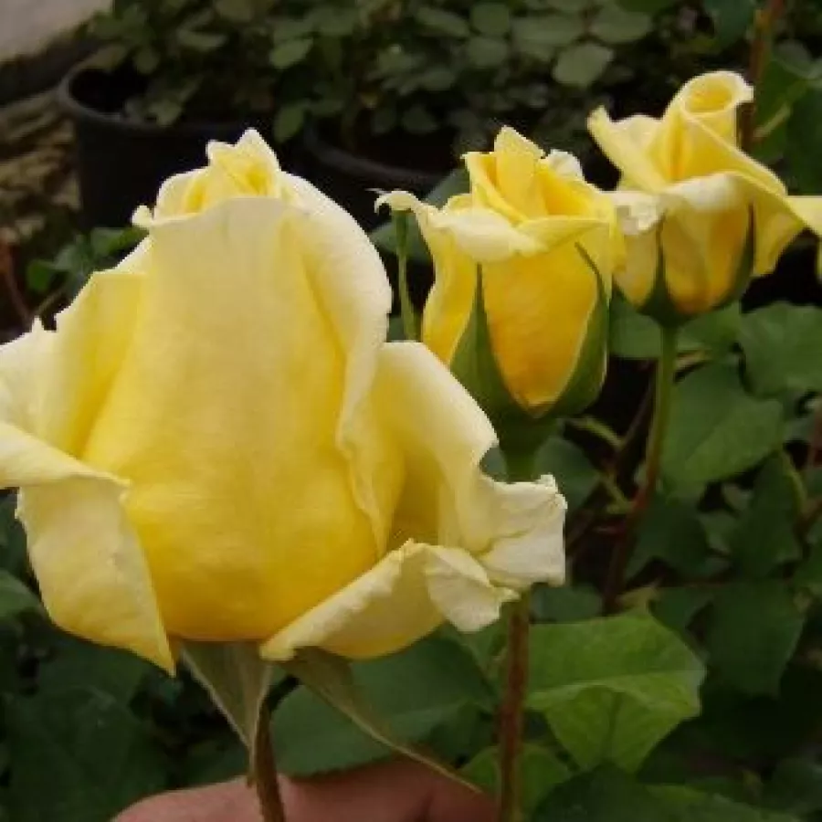 Róża pienna - Róże pienne - z kwiatami hybrydowo herbacianymi - Róża - Royal Gold - 