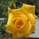 Stromčekové ruže - žltá - Rosa Royal Gold - stredne intenzívna vôňa ruží - damascus