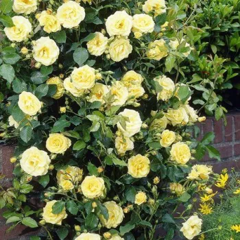Galben auriu - trandafiri pomisor - Trandafir copac cu trunchi înalt – cu flori teahibrid