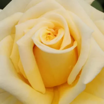 Rózsa kertészet - teahibrid virágú - magastörzsű rózsafa - sárga - Royal Gold - közepesen illatos rózsa - damaszkuszi aromájú
