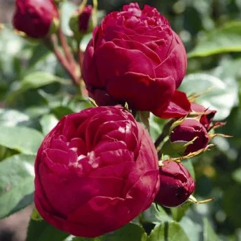 ROYAL PIANO® – piros teahibrid rózsa - Evers