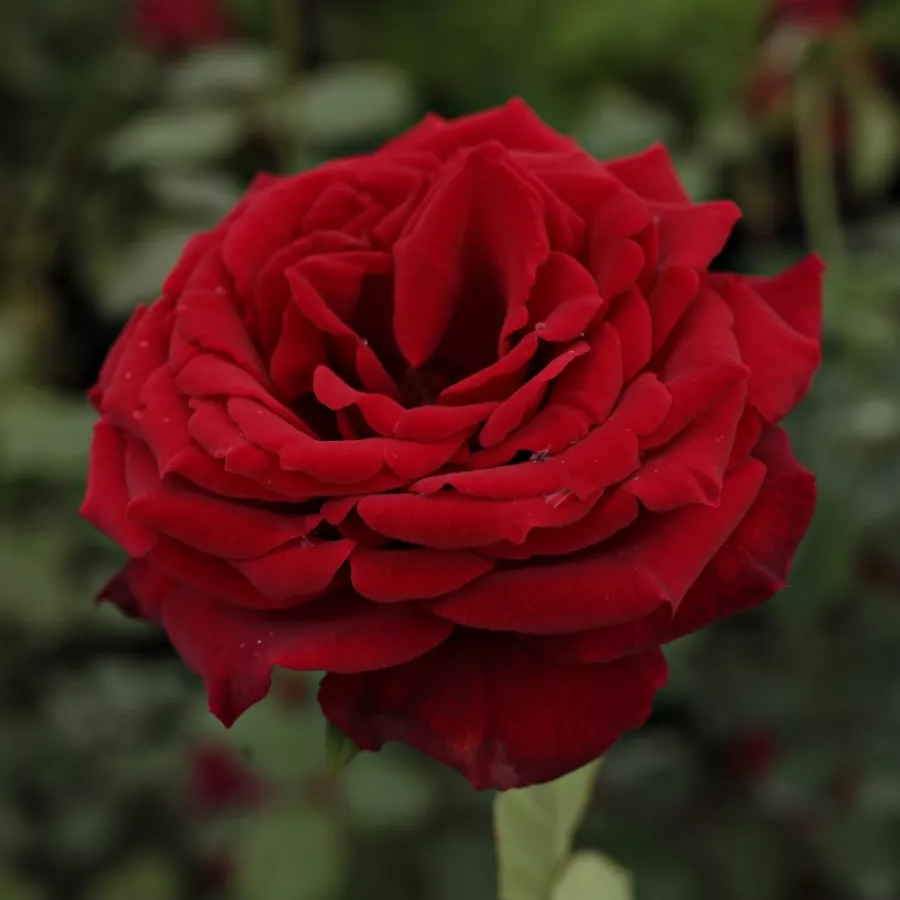 Rose Ibridi di Tea - Rosa - Royal Velvet™ - Produzione e vendita on line di rose da giardino