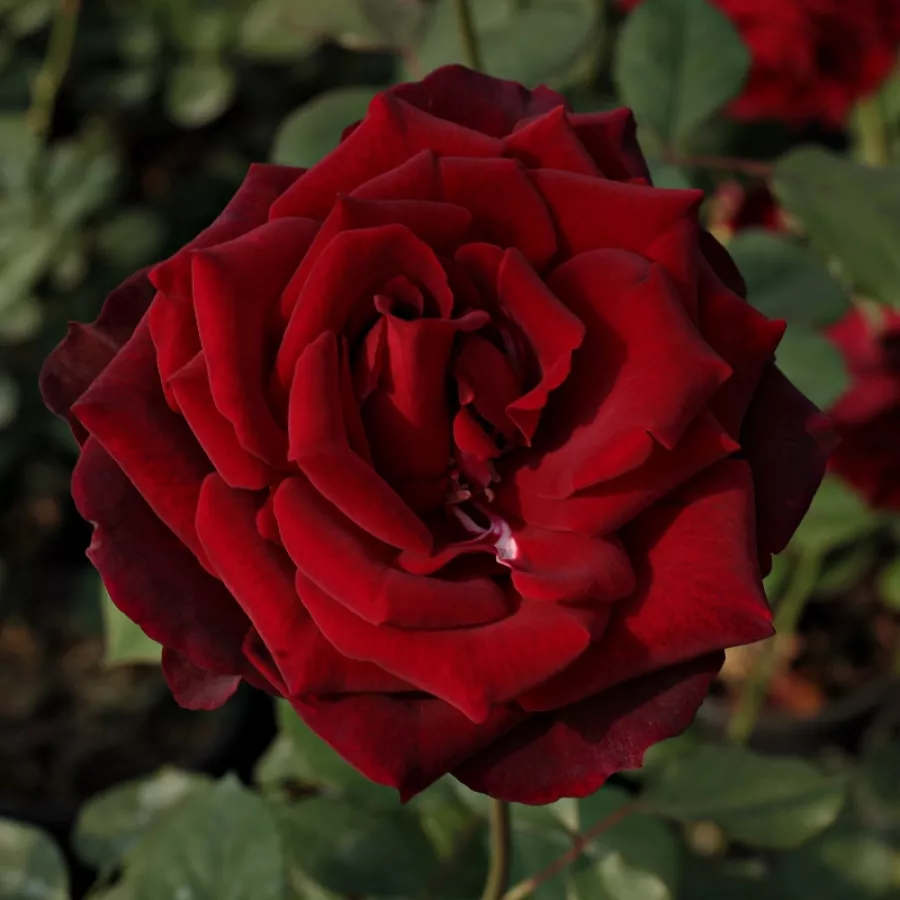 Czerwony - Róża - Royal Velvet™ - Szkółka Róż Rozaria